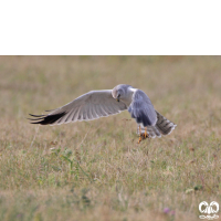 گونه سنقر سفید Pallid Harrier